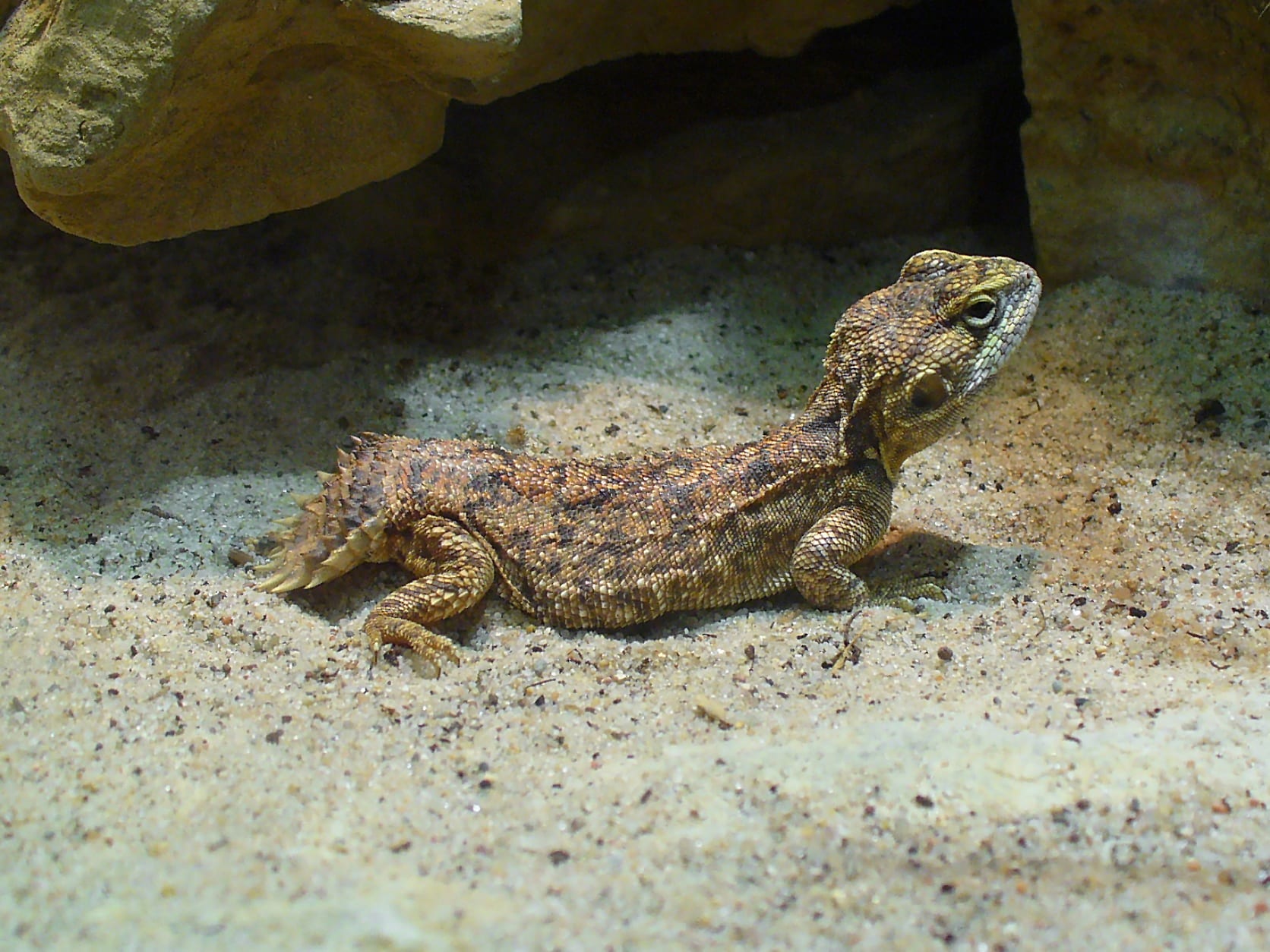 蕪尾棘蜥蜴（Xenagama taylori）