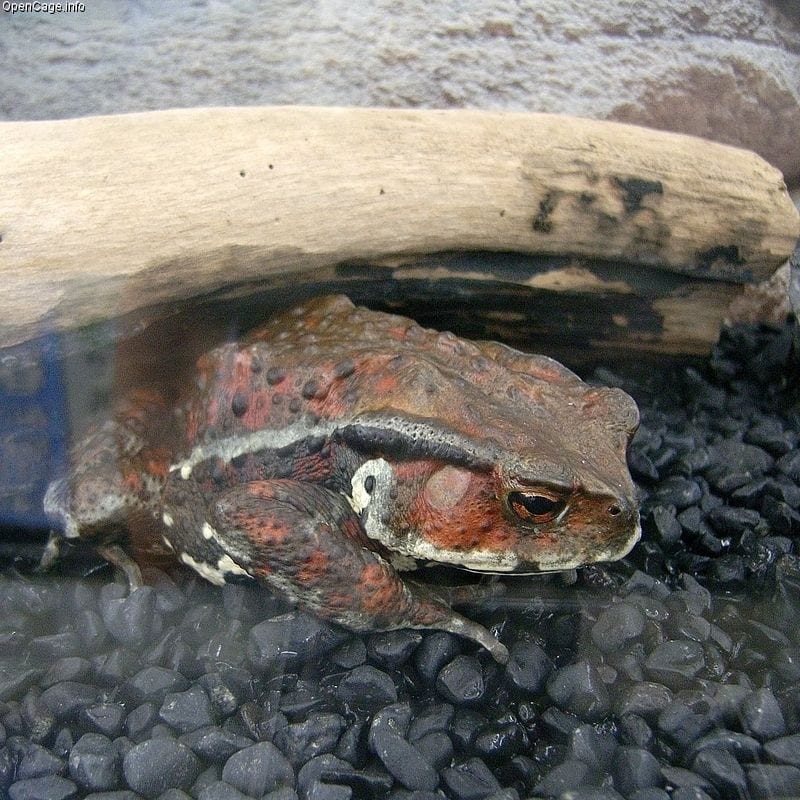 ニホンヒキガエル