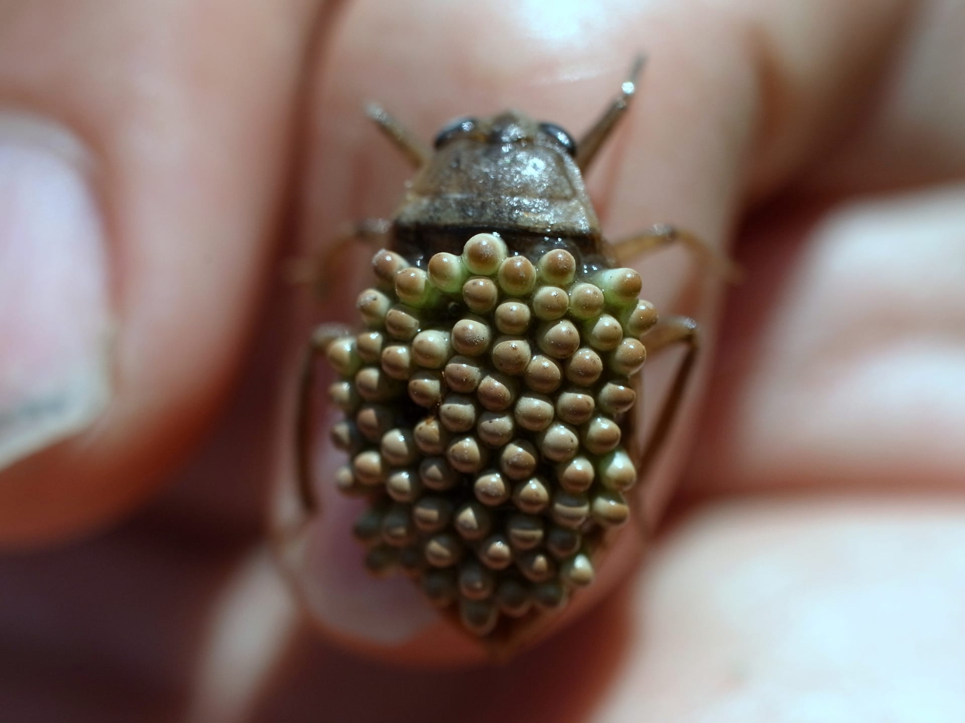 Japanese Water Bug