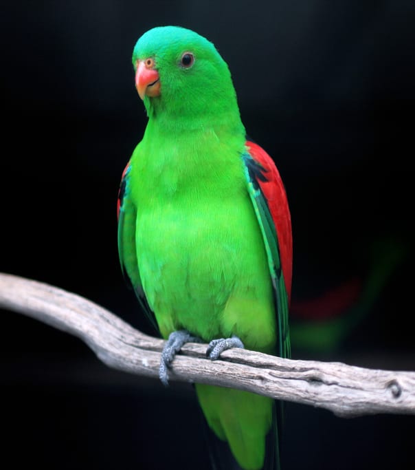 ハゴロモインコ