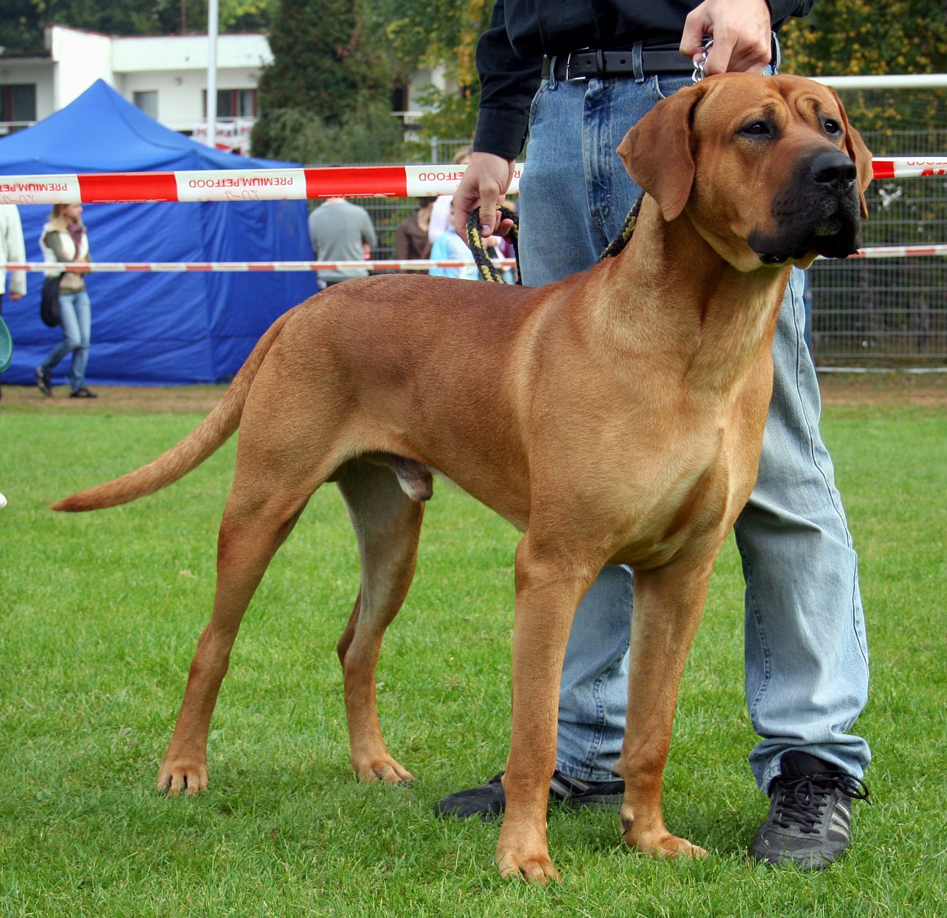 土佐犬