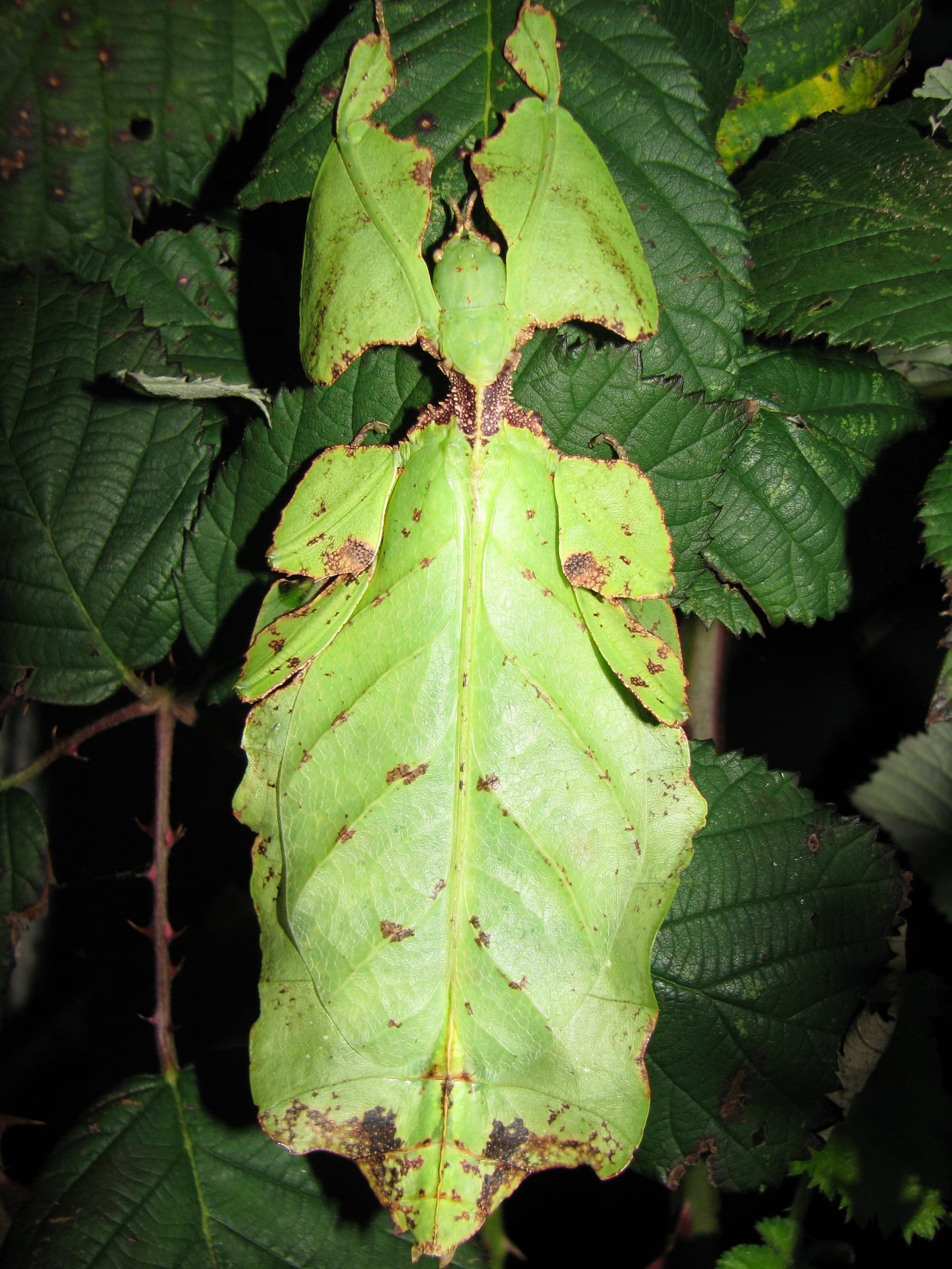 Giant Leaf Insect