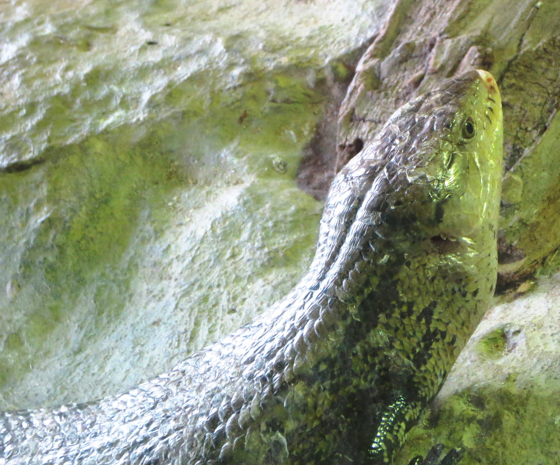 Indonesian Blue-Tongued Skink