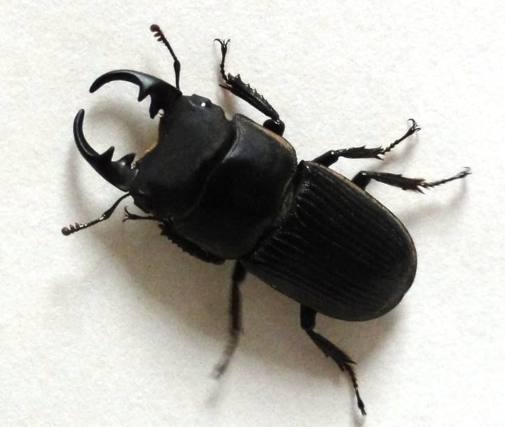 ネブトクワガタ