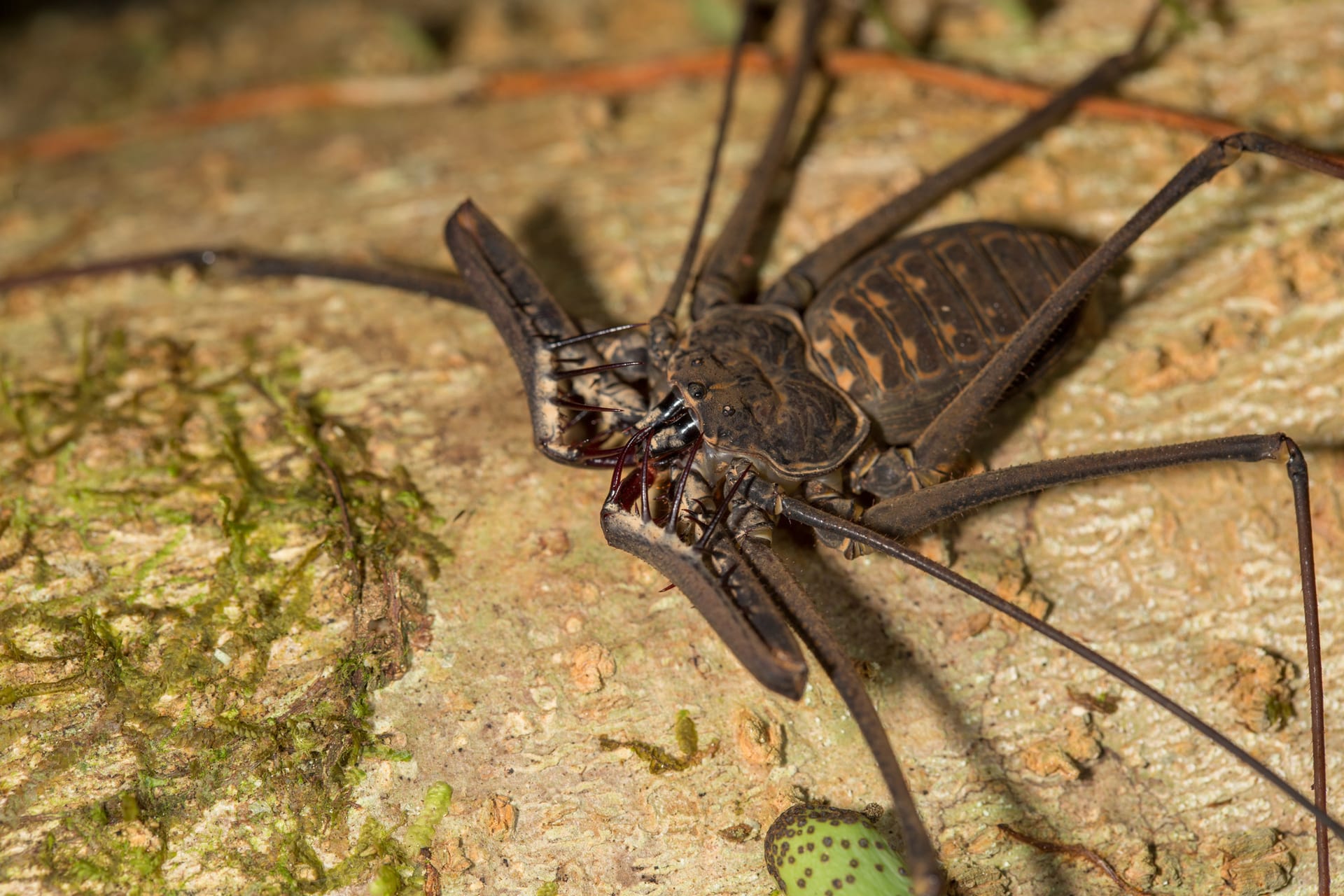 Giant Amazon Whip Spider