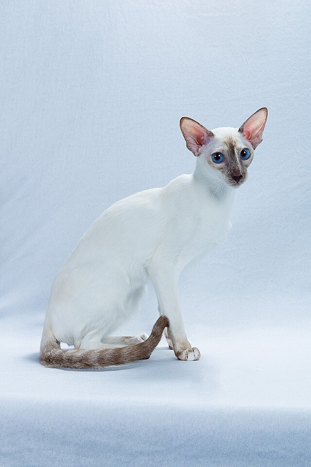Colorpoint Shorthair