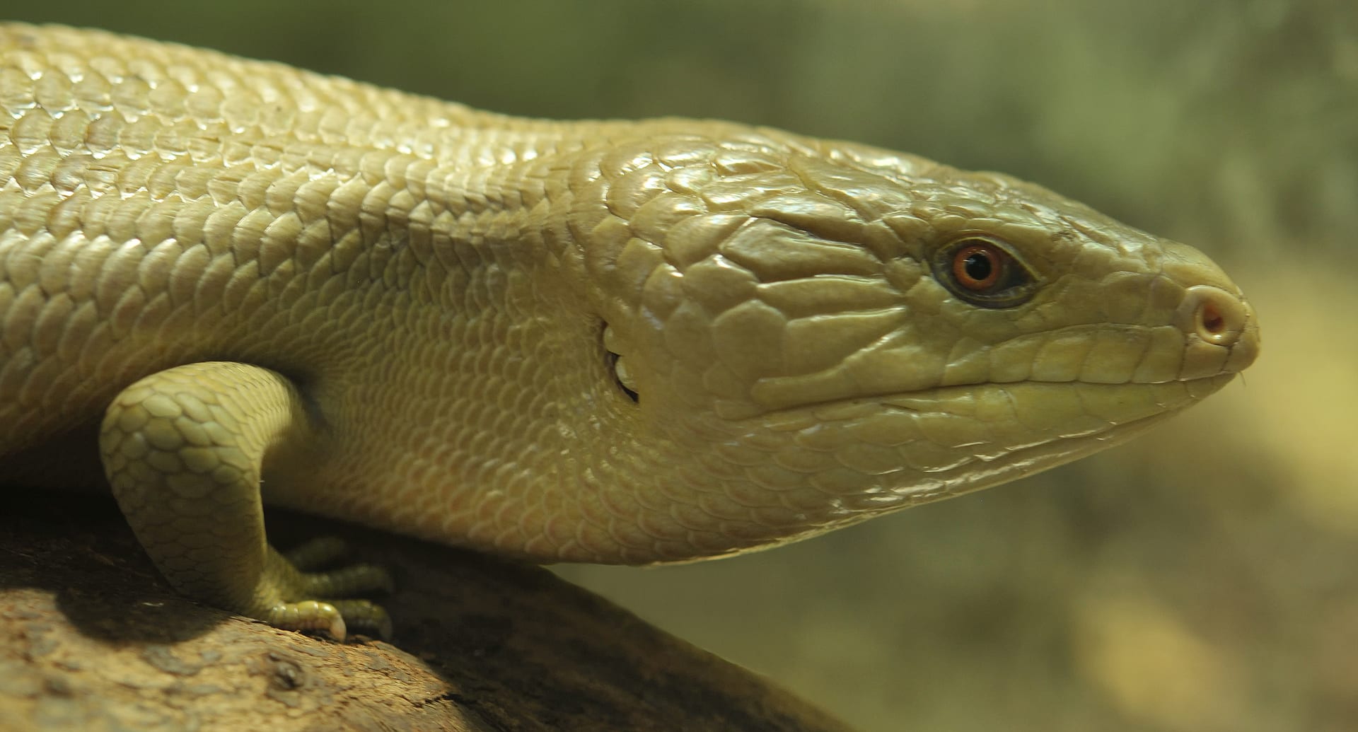 Eastern Blue-Tongued Skink