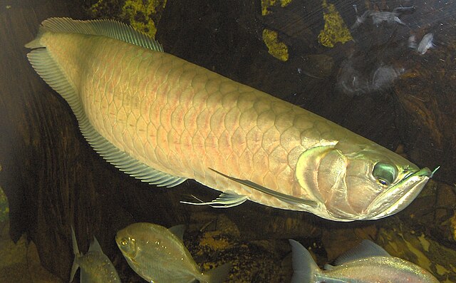 熱帯魚