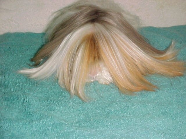 ペルビアンモルモット