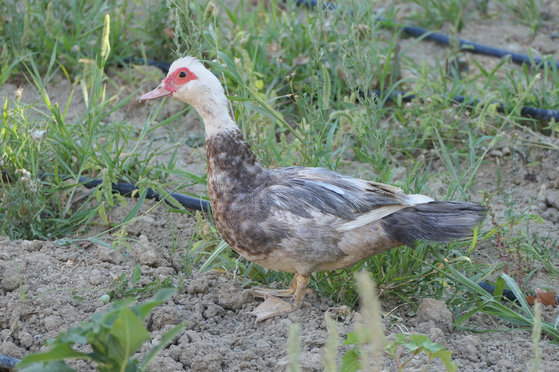 Muscovy Duck (domestic)