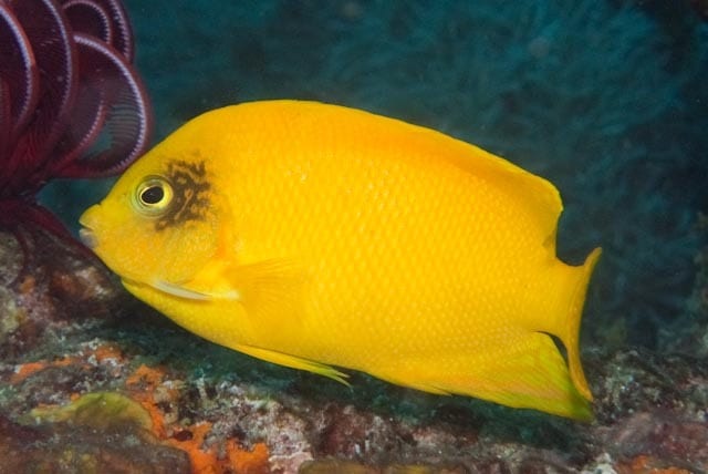 Herald's angelfish