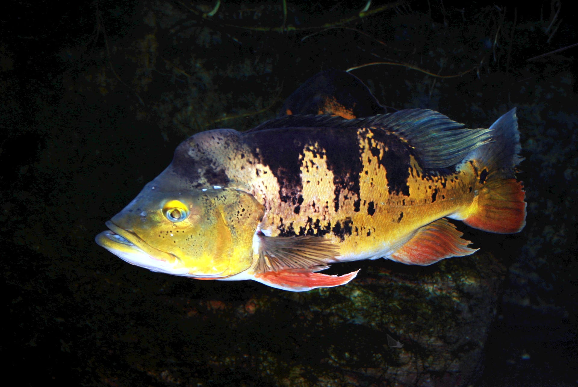 Peacock cichlid