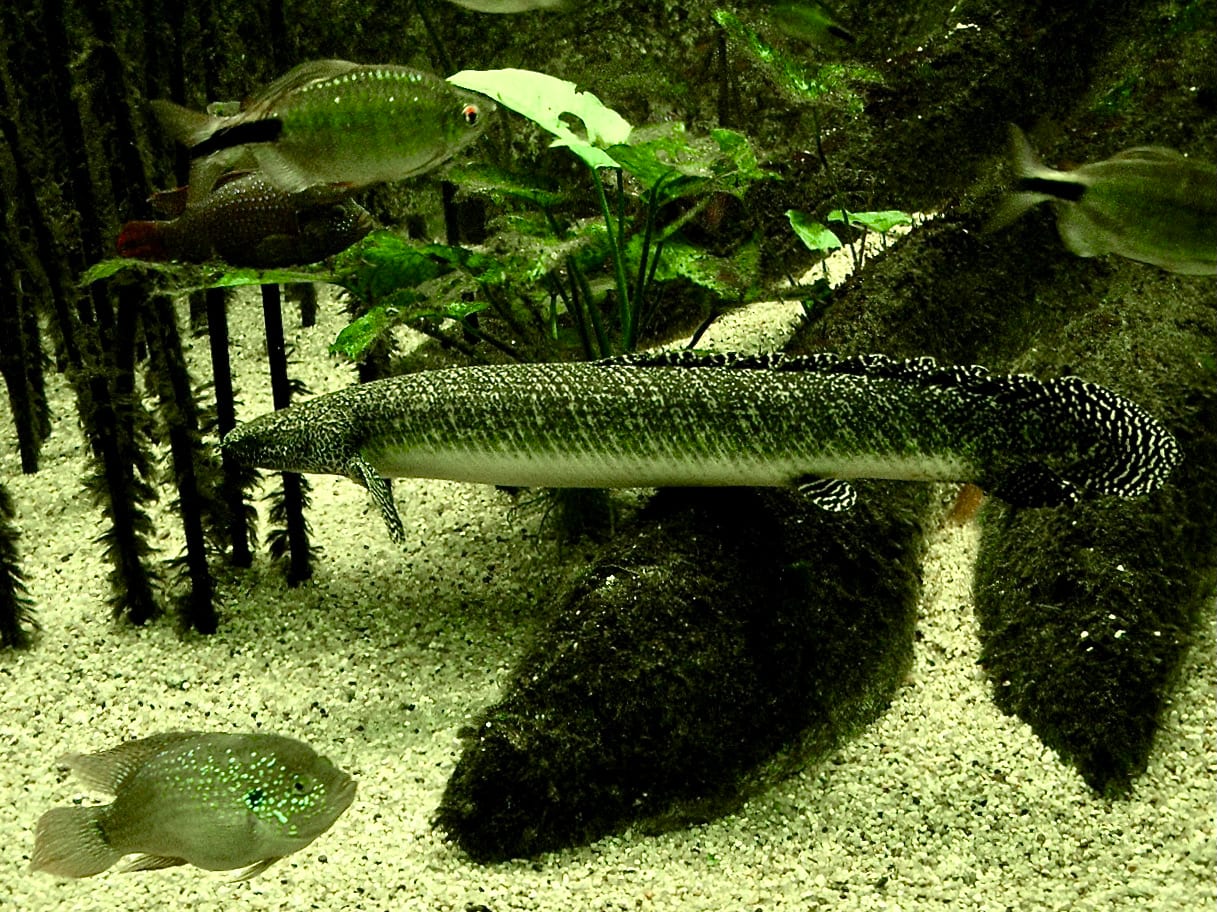飾鰭多鱗魚