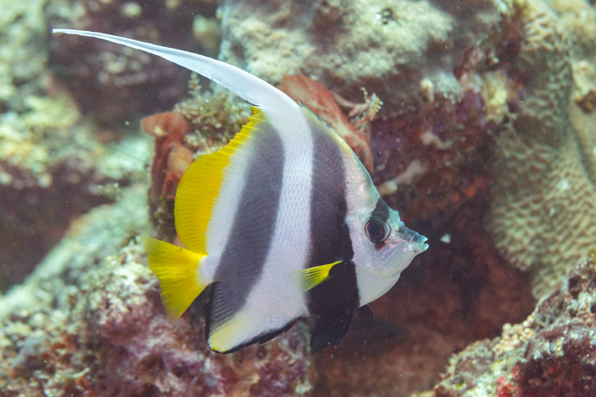 旗魚