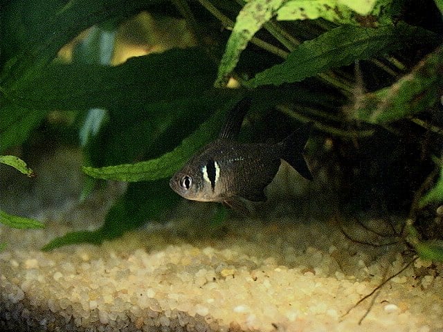 ブラックファントムテトラ