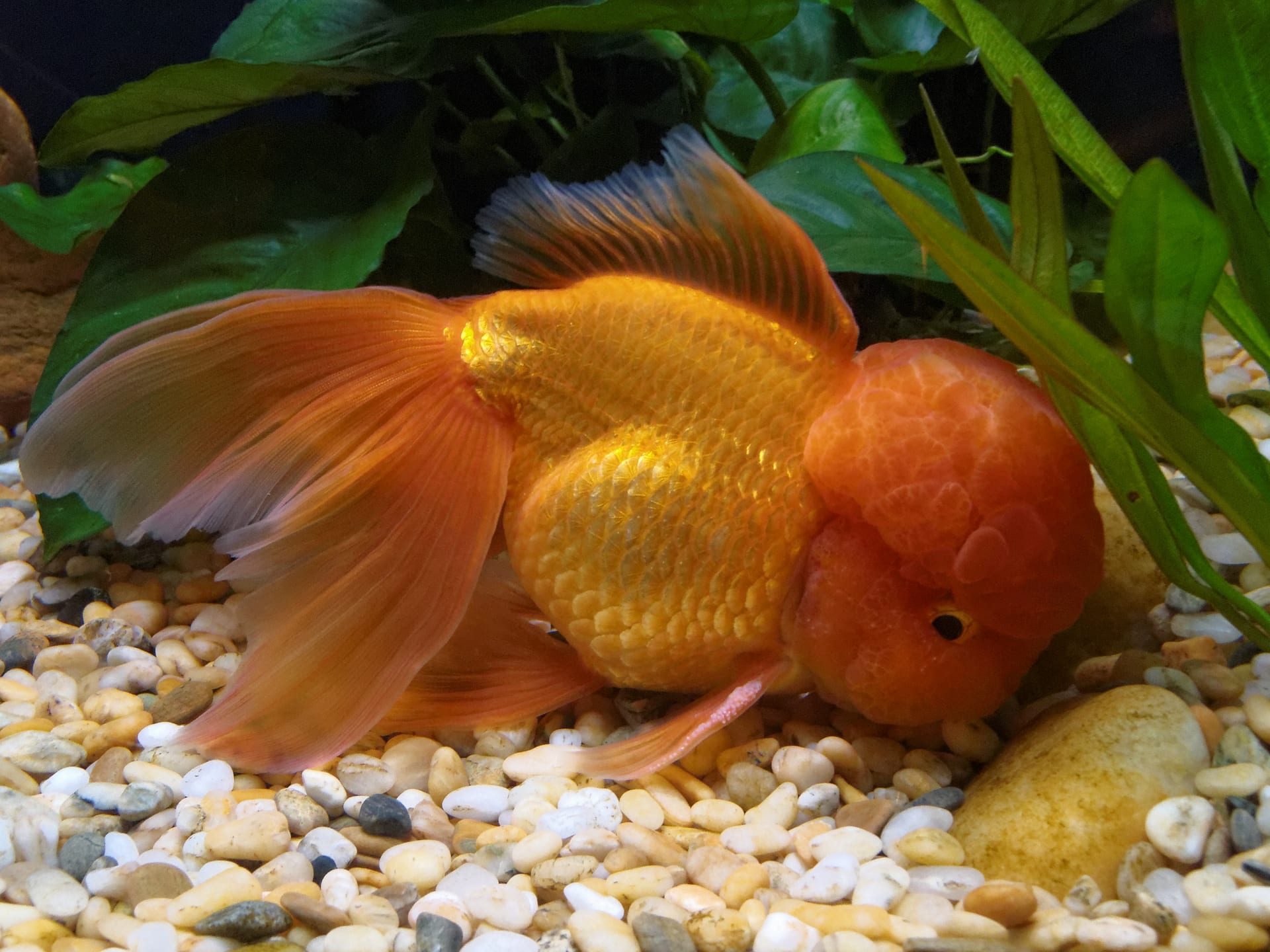 赤オランダ (Carassius auratus)