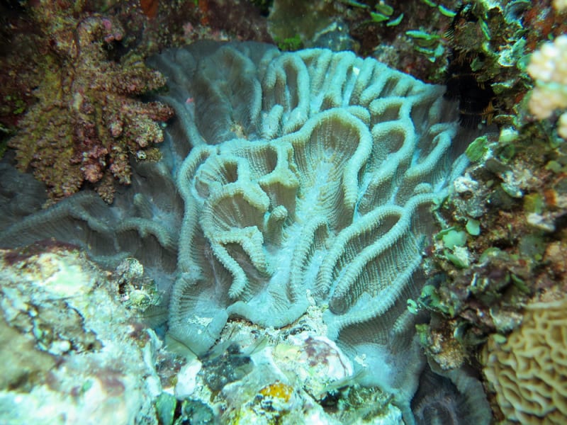 Pectinia Lactuca (Lettuce Coral)