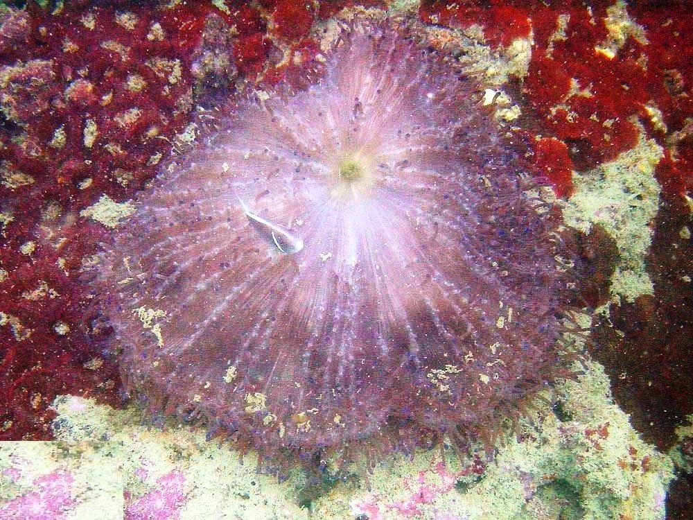 Hemprich's Sea Anemone