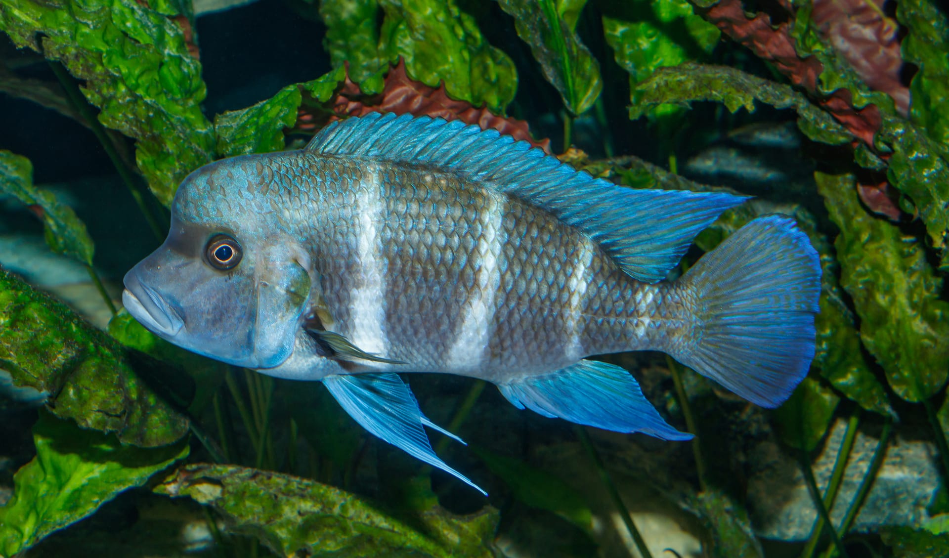 Frontosa