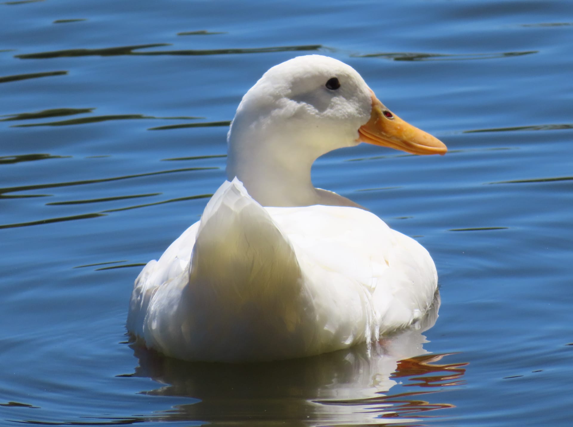 Domestic Duck