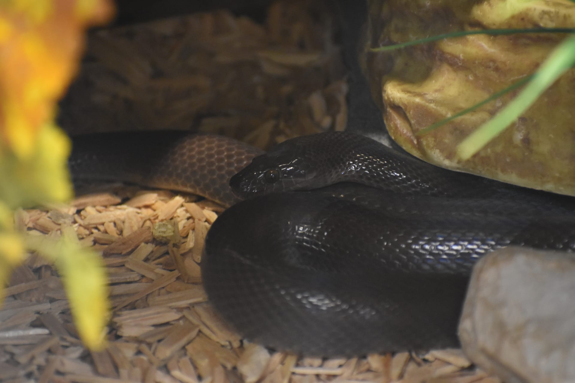 African House Snake