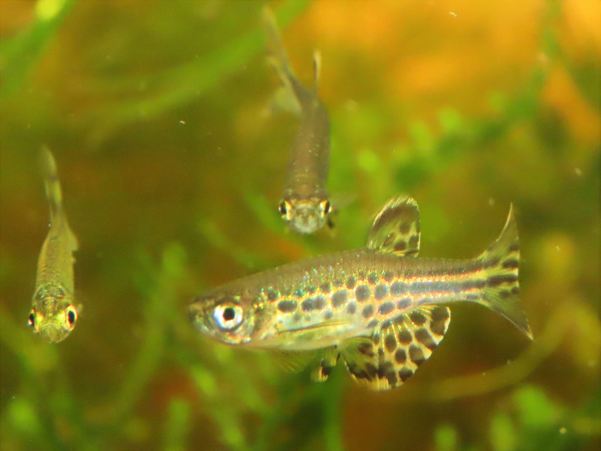 金環斑馬魚（Danio tinwini）