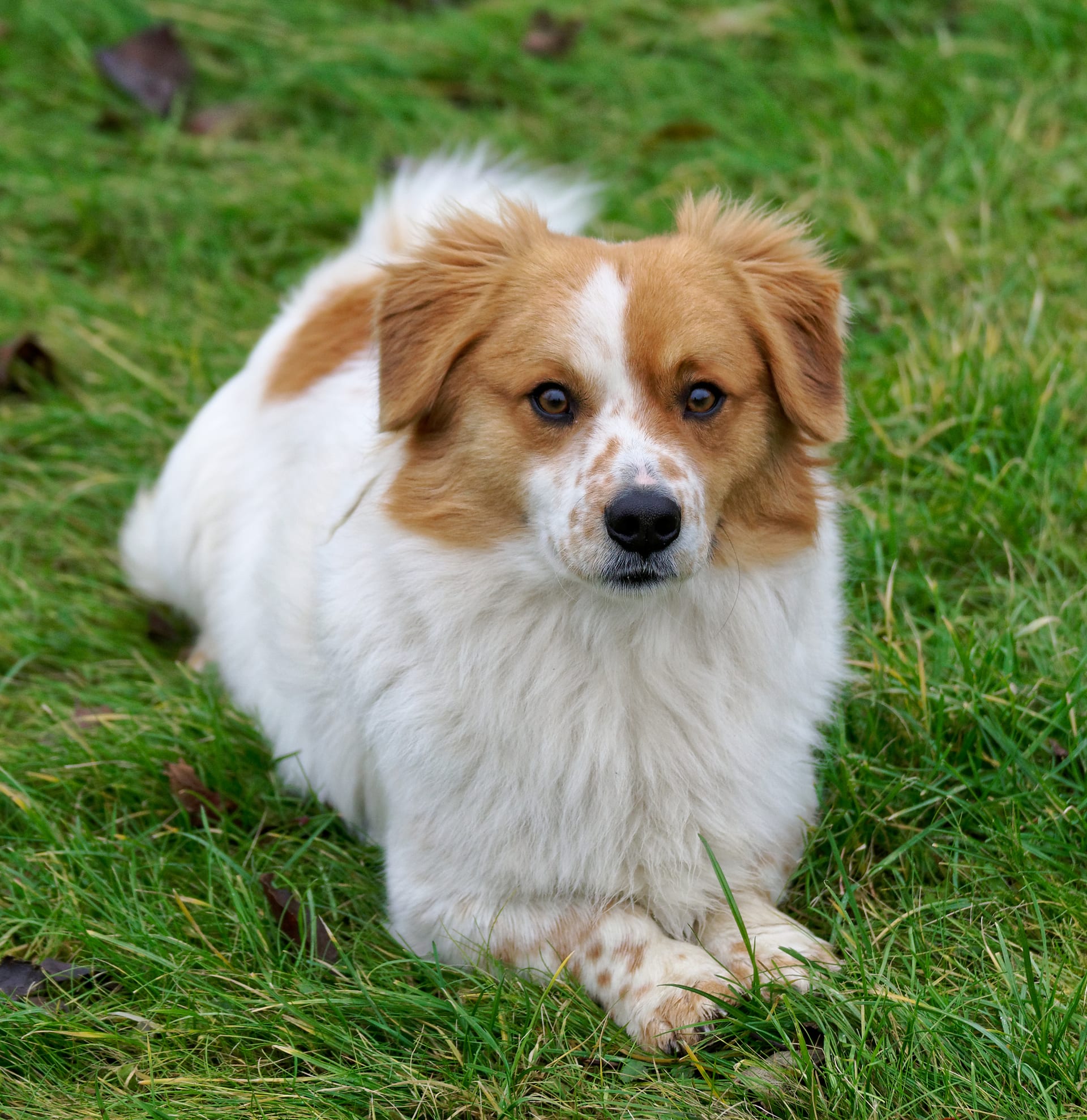 ミックス犬