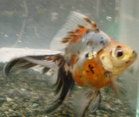 キャリコ琉金 (Carassius auratus)