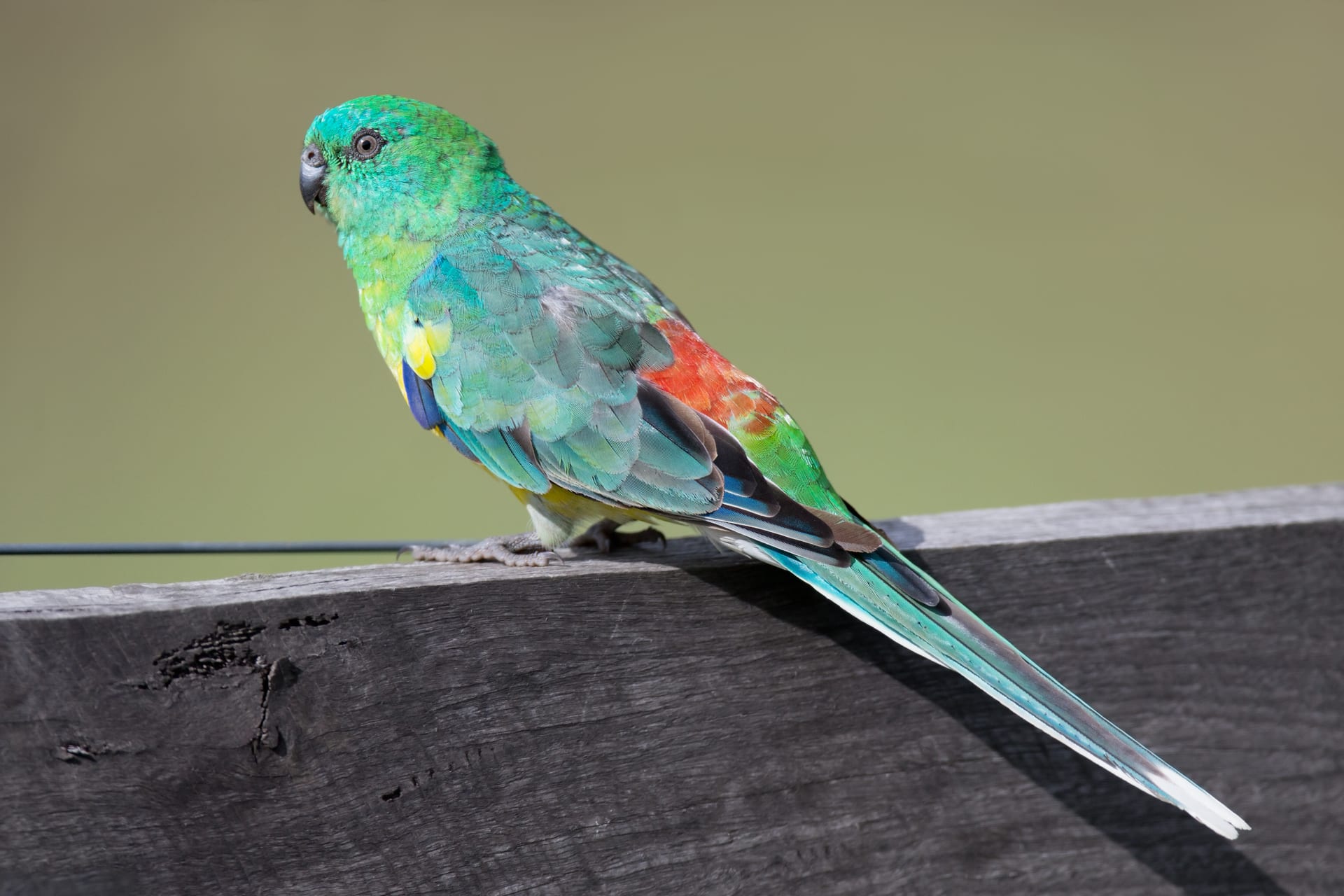 ビセイインコ