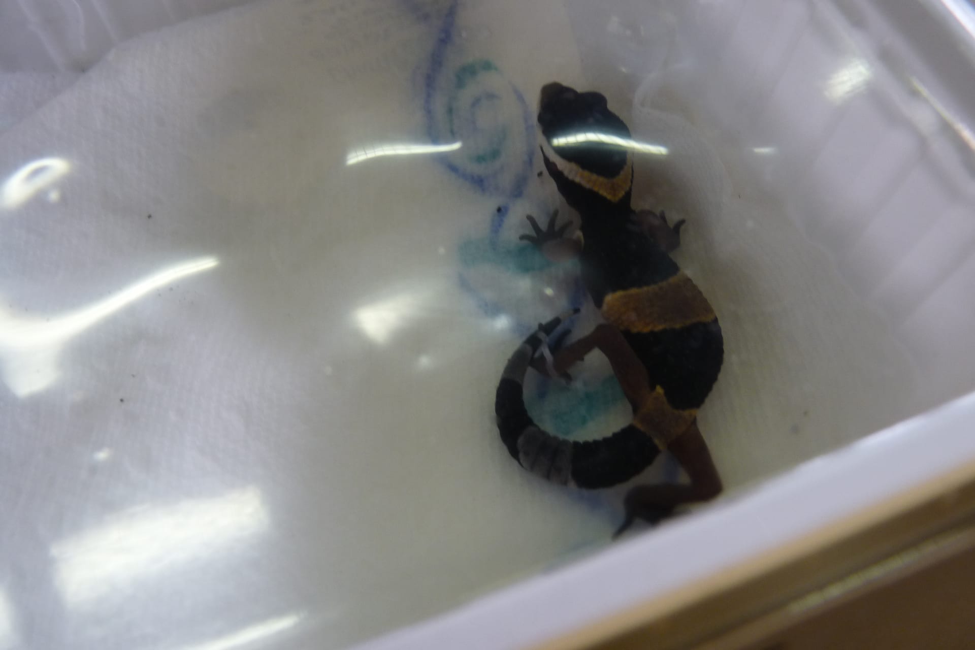 ヒガシインドトカゲモドキ