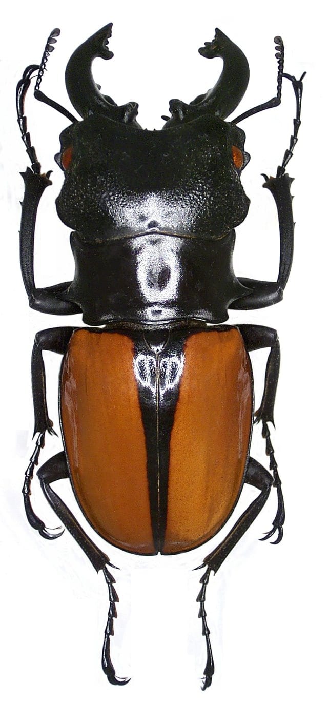 ルデキンツヤクワガタ