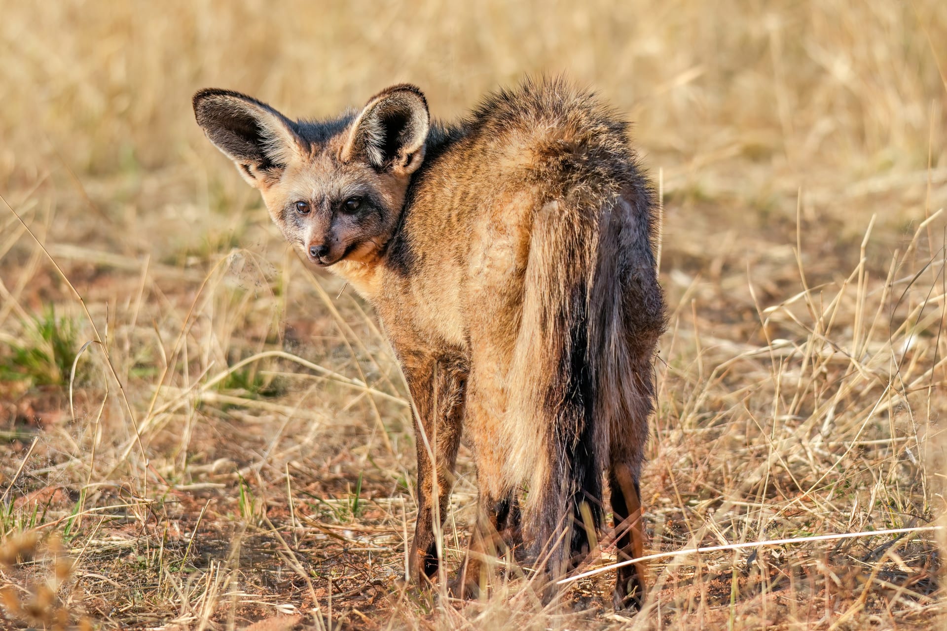 Bat-eared Fox