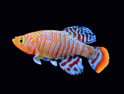 Tropical Fish