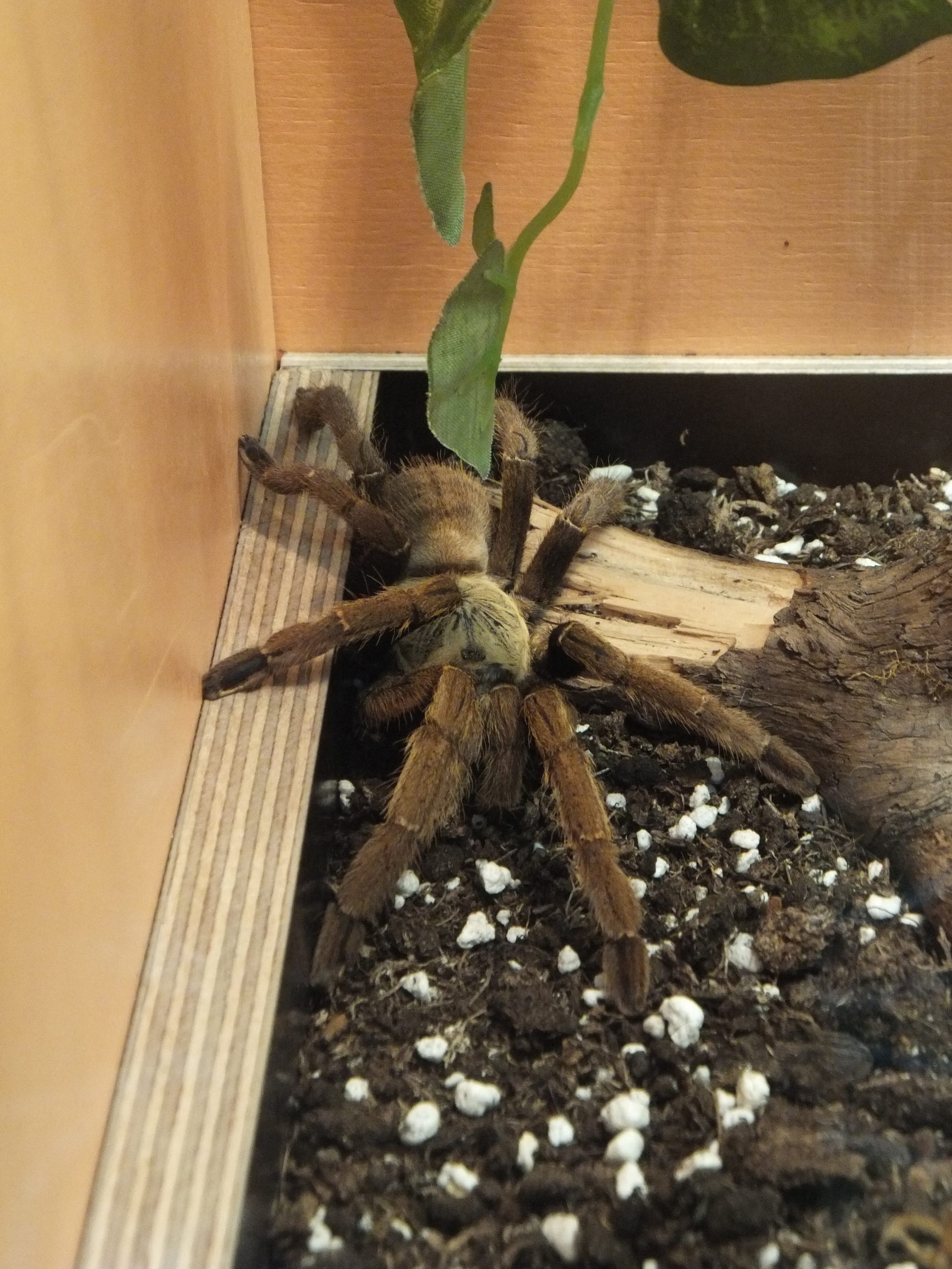 中國黃金地虎蛛（Cyriopagopus schmidti）