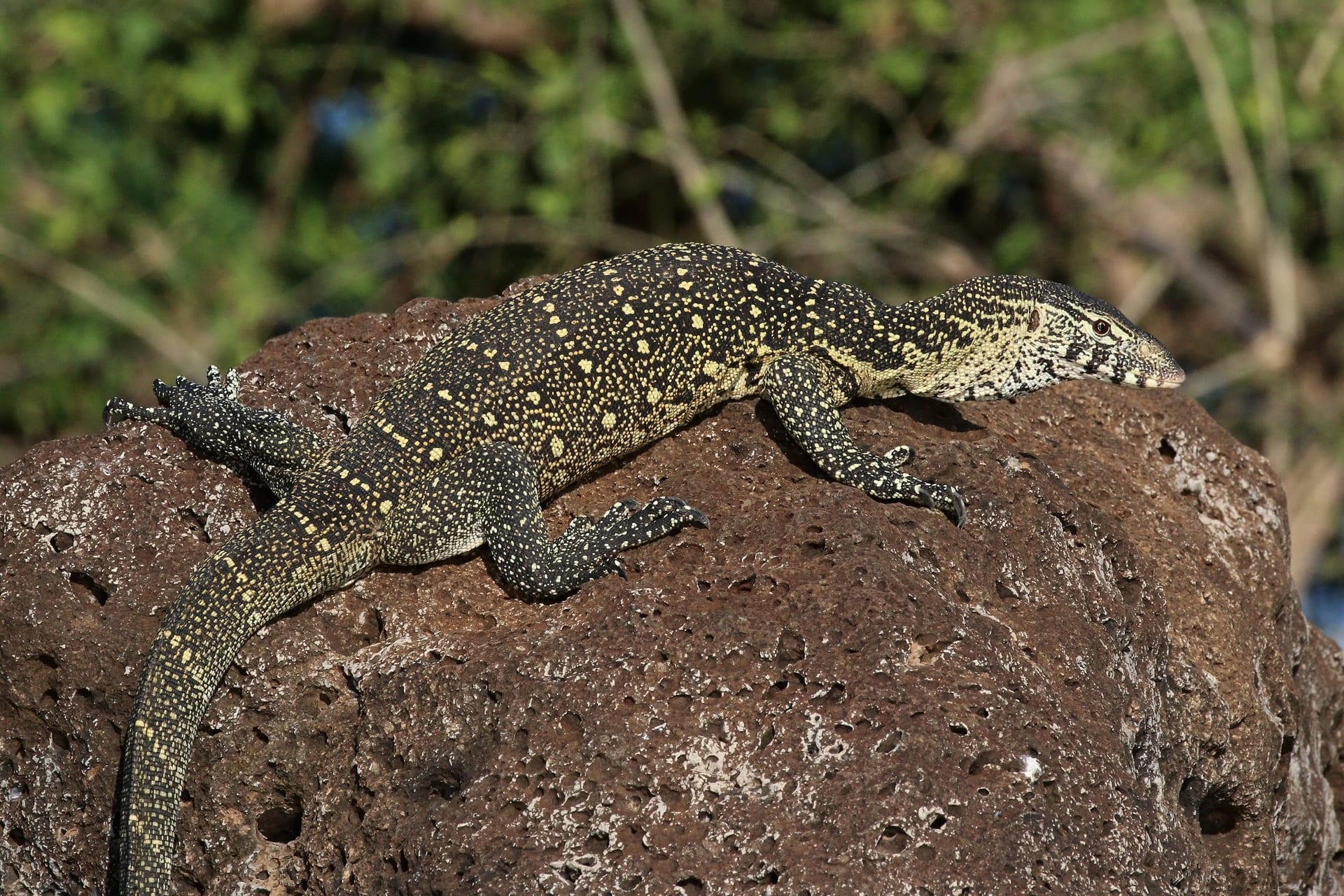 Nile Monitor