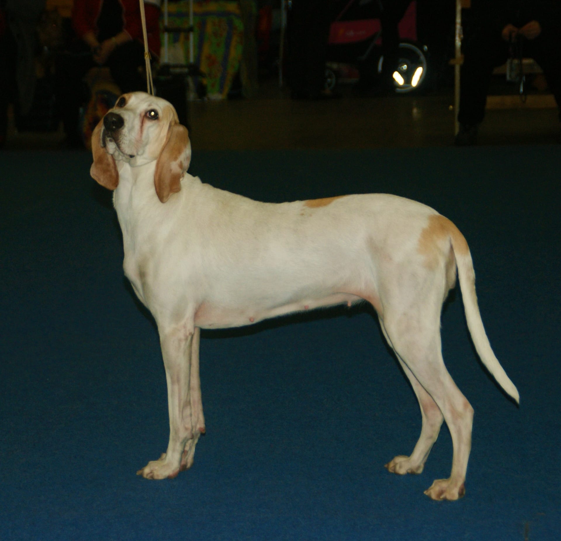 波塞萊獵犬