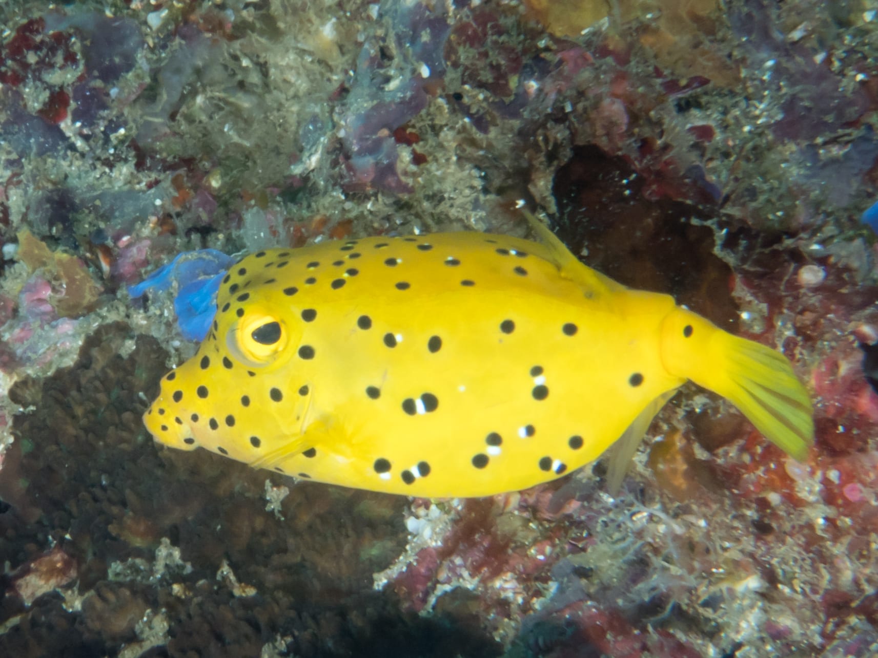 Yellow Boxfish