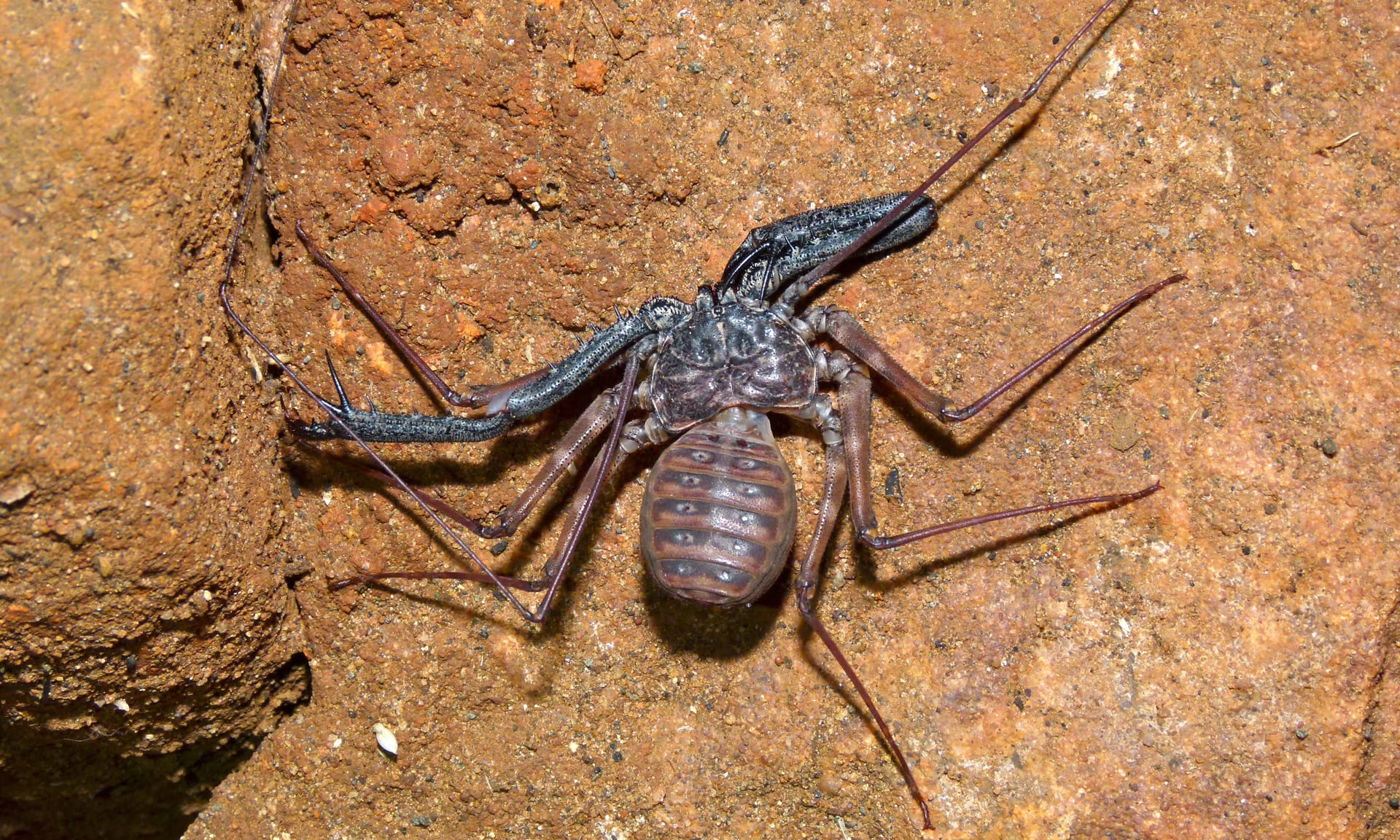 Variegated Whip Spider