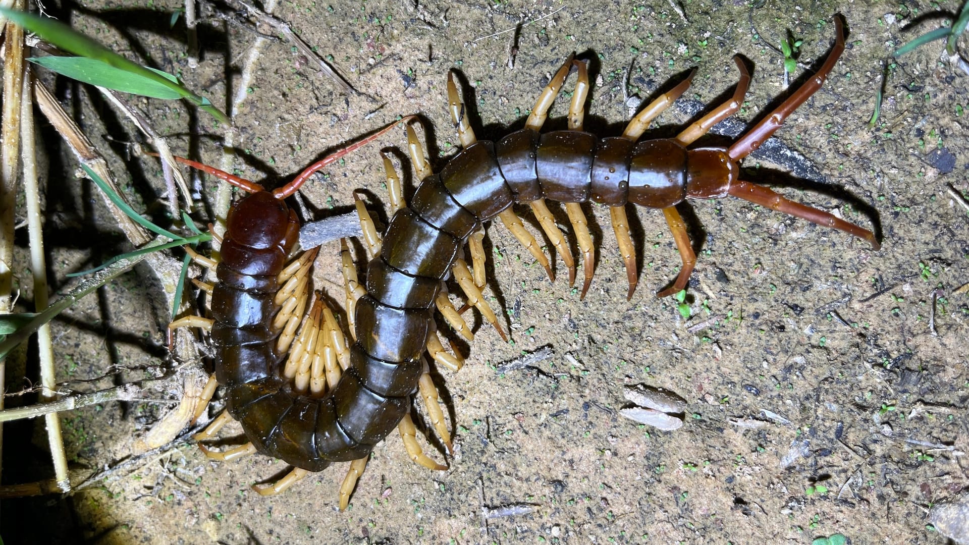 ベトナムオオムカデ