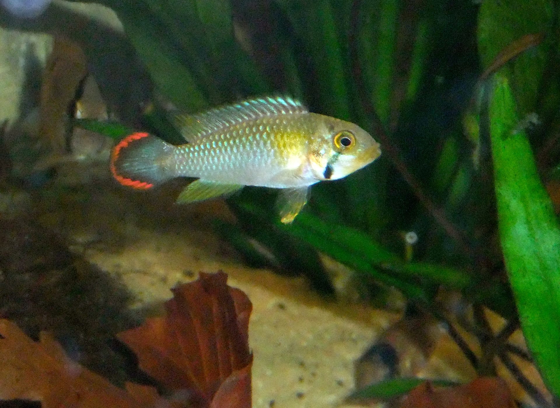 潘度罗短鯛(Apistogramma panduro)
