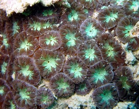 Blastomussa Merleti