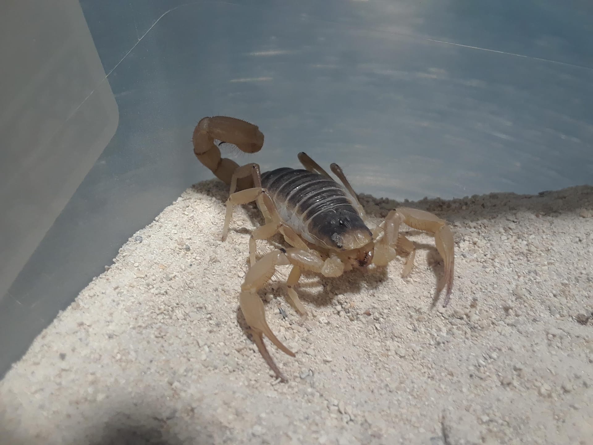 デザートヘアリースコーピオン (Hadrurus arizonensis)