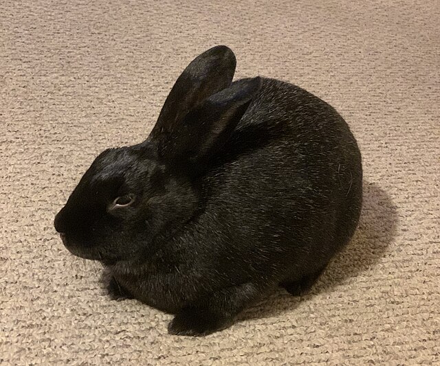シルバーフォックス