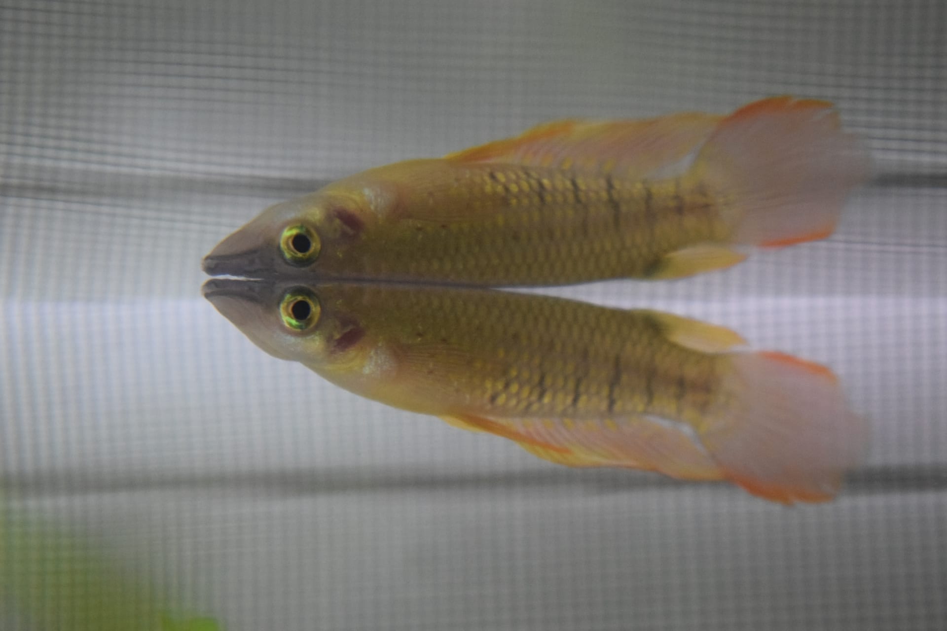 金牙鯛