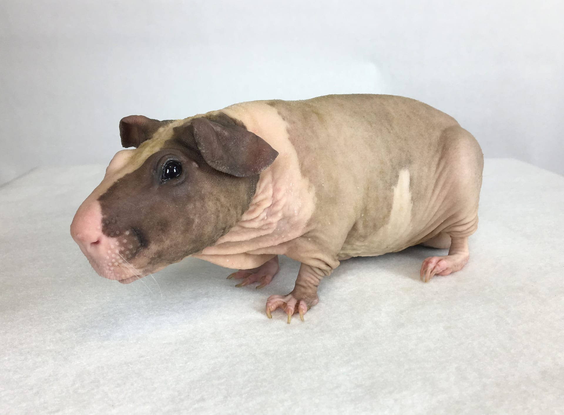 ボールドウィンモルモット