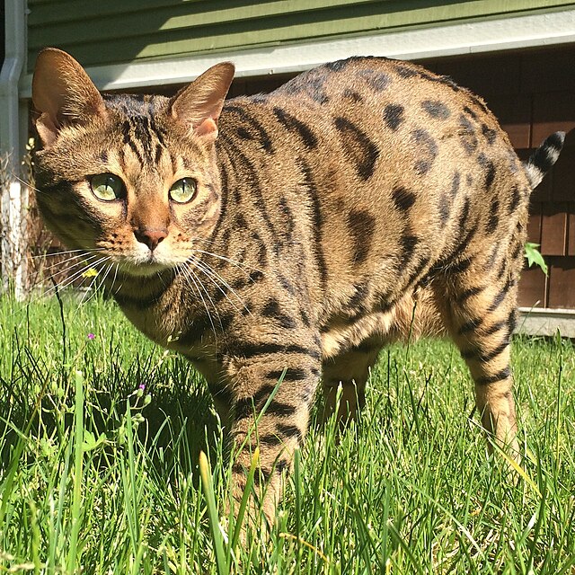 Cheetoh