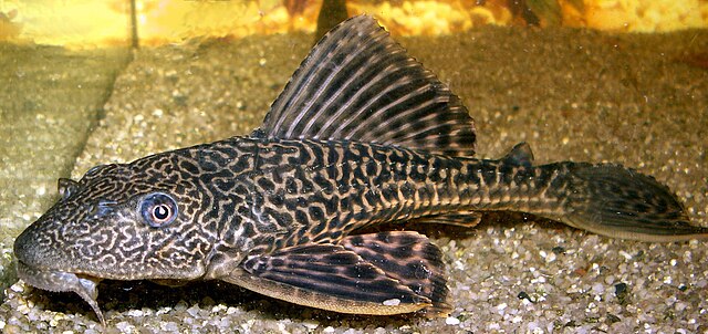 熱帯魚
