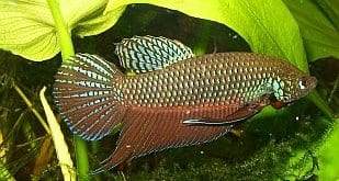翠玉鬥魚