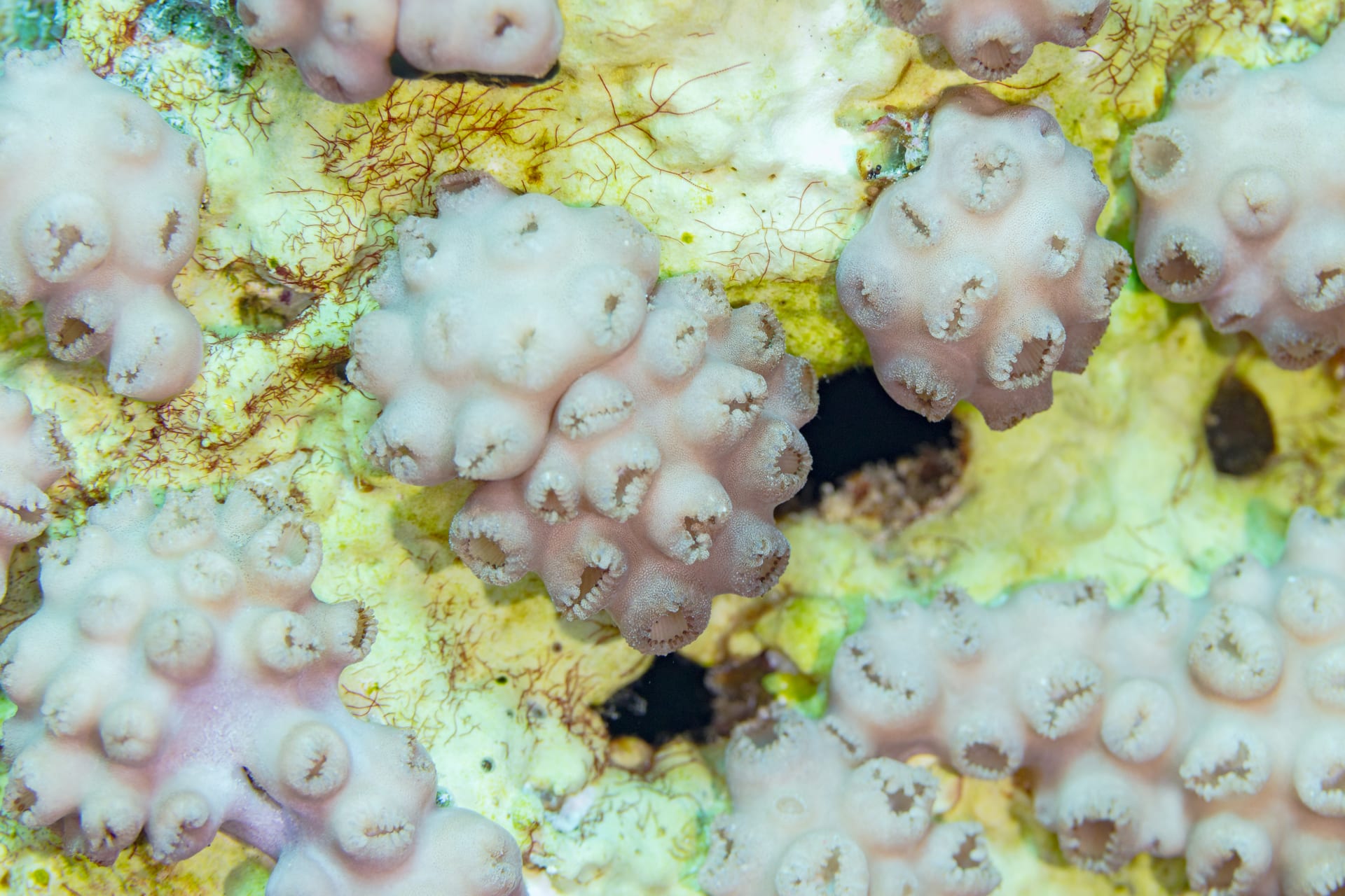 Palythoa Tuberculosa