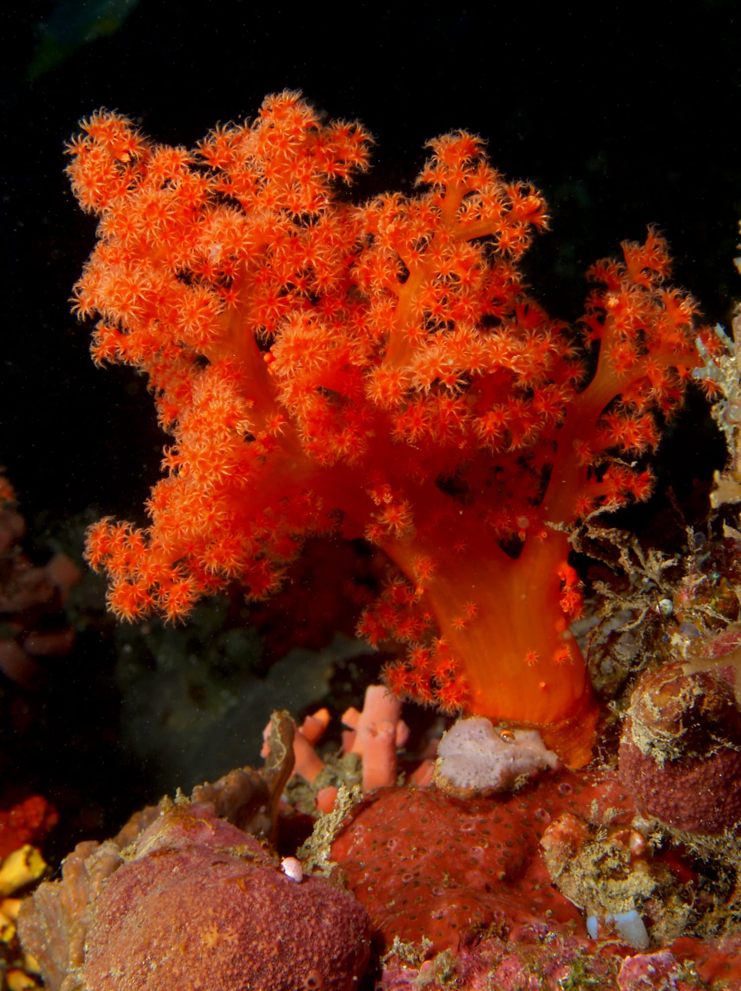 紅指海羊毛